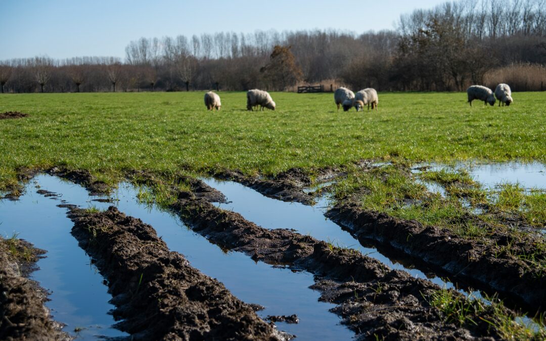Neue Wege im Klimaschutz: AMMORE macht aus Ammoniak ein nutzbares Produkt