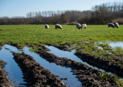 Neue Wege im Klimaschutz: AMMORE macht aus Ammoniak ein nutzbares Produkt